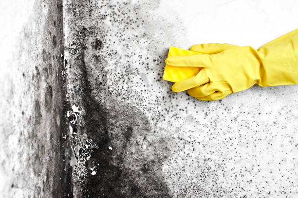 Mold Removal Process in Grafton, OH