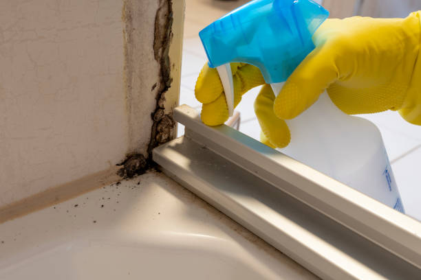 Best Certified Mold Removal  in Grafton, OH