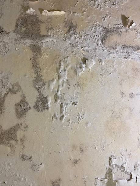 Best Toxic Mold Removal  in Grafton, OH