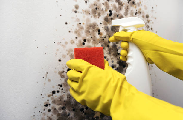 Mold Removal and Inspection in Grafton, OH